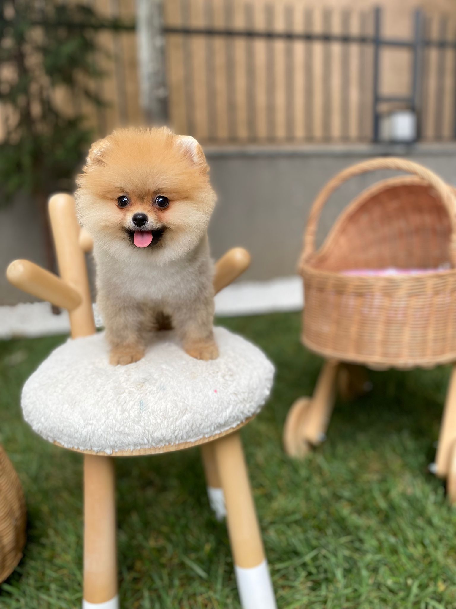 Pomeranian Boo