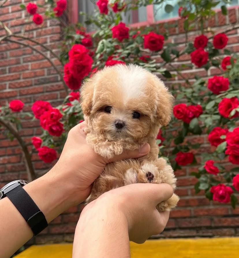 Kore Maltipoo Cinsi